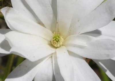 Royal Star Magnolia