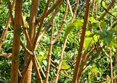 Phoenix Hybrid Maple